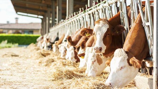 Denuncia degli animalisti: “L’etichettatura benessere animale tradisce la fiducia dei consumatori prima ancora di arrivare sul mercato”