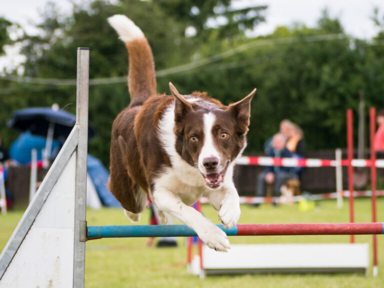 Iagolandia, nasce a Guanzate il primo parco giochi solo per cani