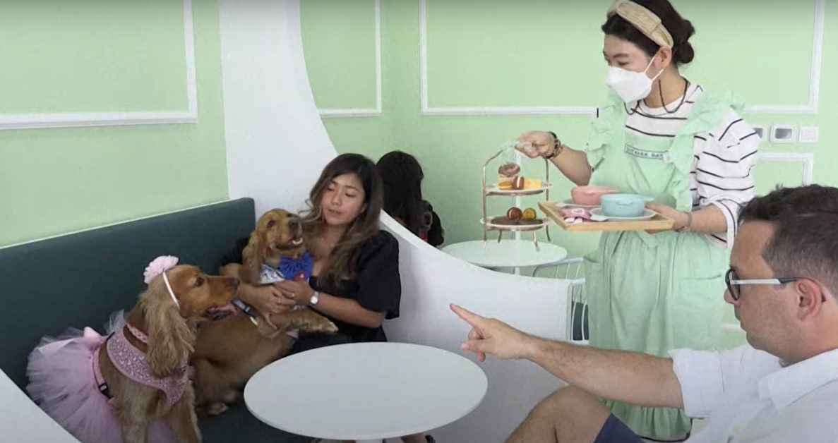 A Dubai il primo caffè solo per i cani