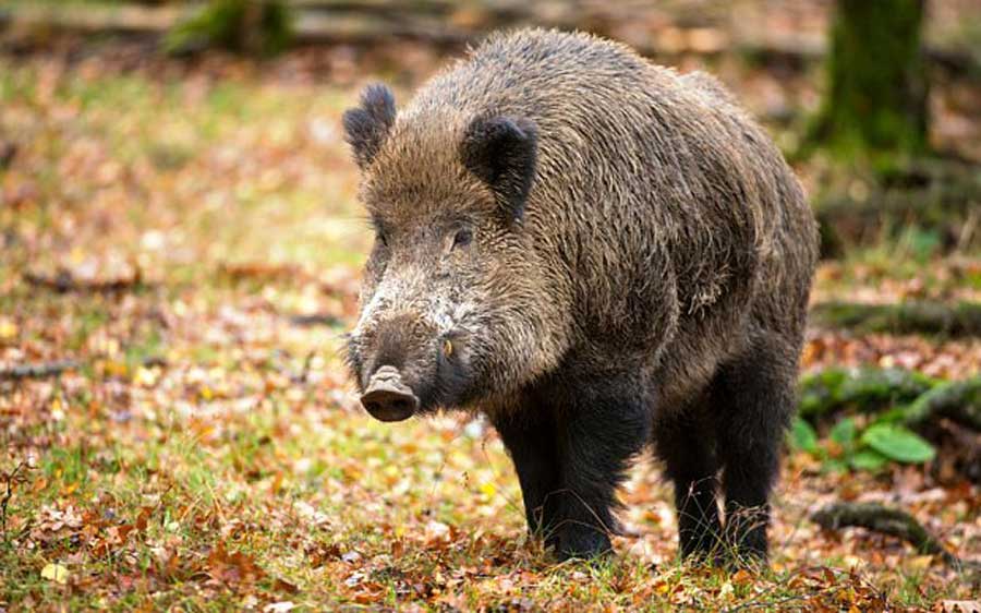 Cinghiali, in Abruzzo arriva la caccia selettiva