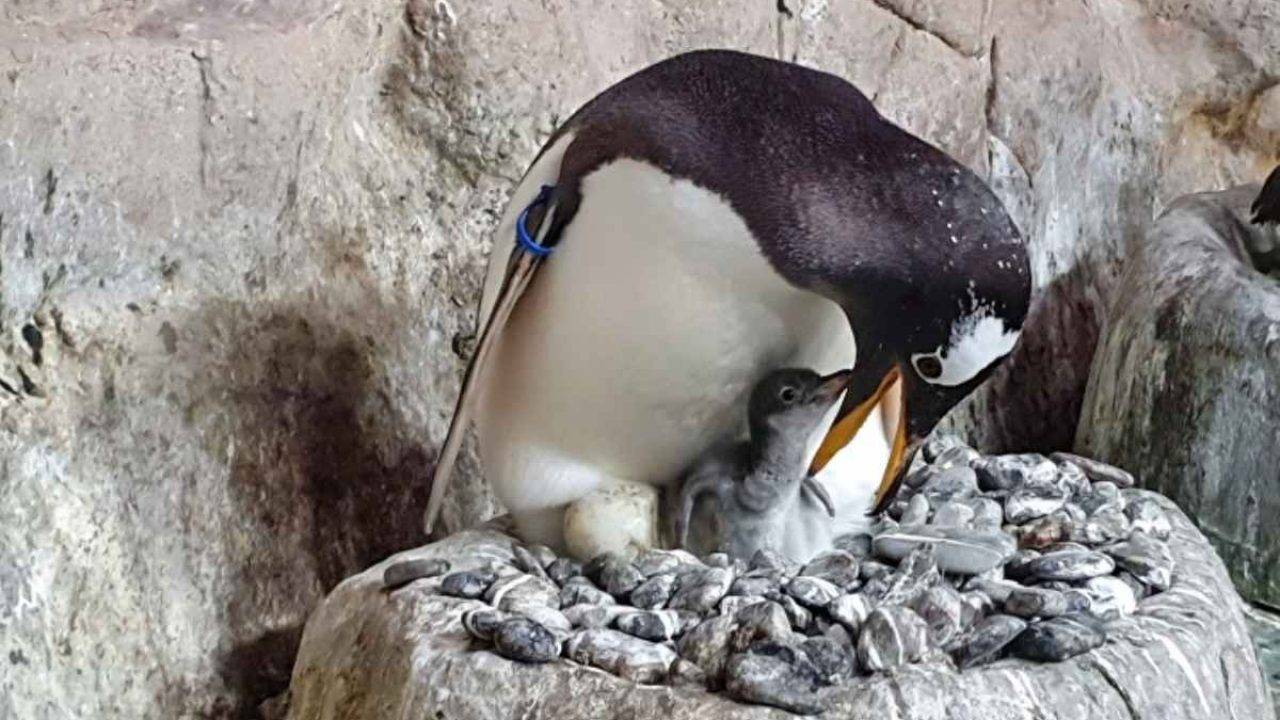 All’acquario di Genova, sono nati quattro pulcini di pinguino