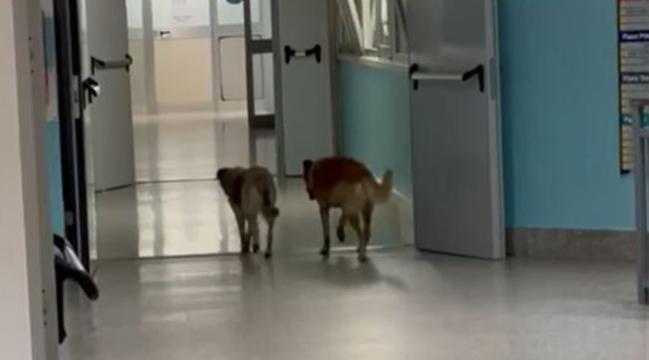 Cani randagi vagano in ospedale a Lamezia Terme