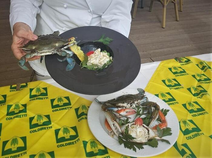 Granchio blu e ricette per contrastare la sua invasione nel mar Mediterraneo