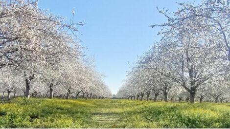 Il 25 Gennaio 2024  TU BISHVAT è Il Capodanno degli alberi