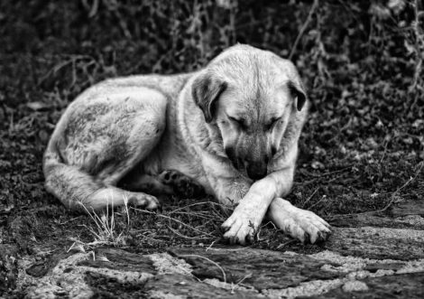 Animali, condanne fino a 7 anni di carcere per chi li abbandona in strada e causa un incidente