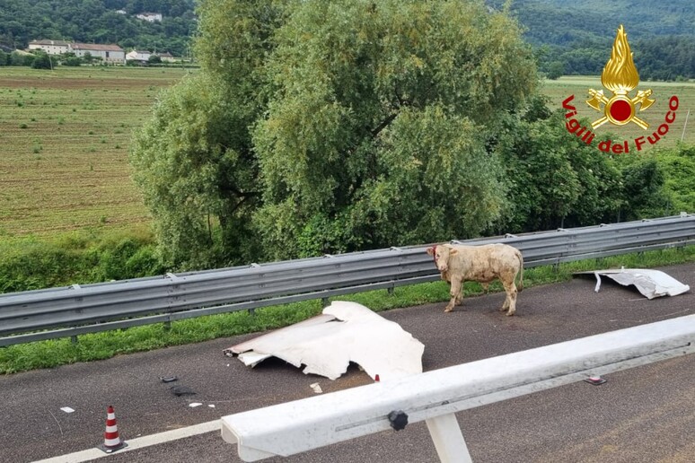 Un camion di bestiame si rovescia in A4, animali morti o in fuga