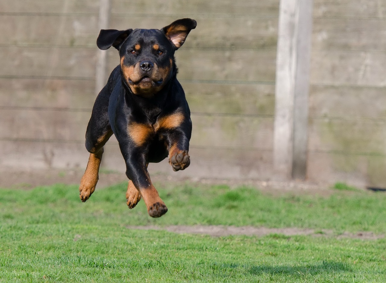 Umbria, grave un bambino aggredito da un rottweiler