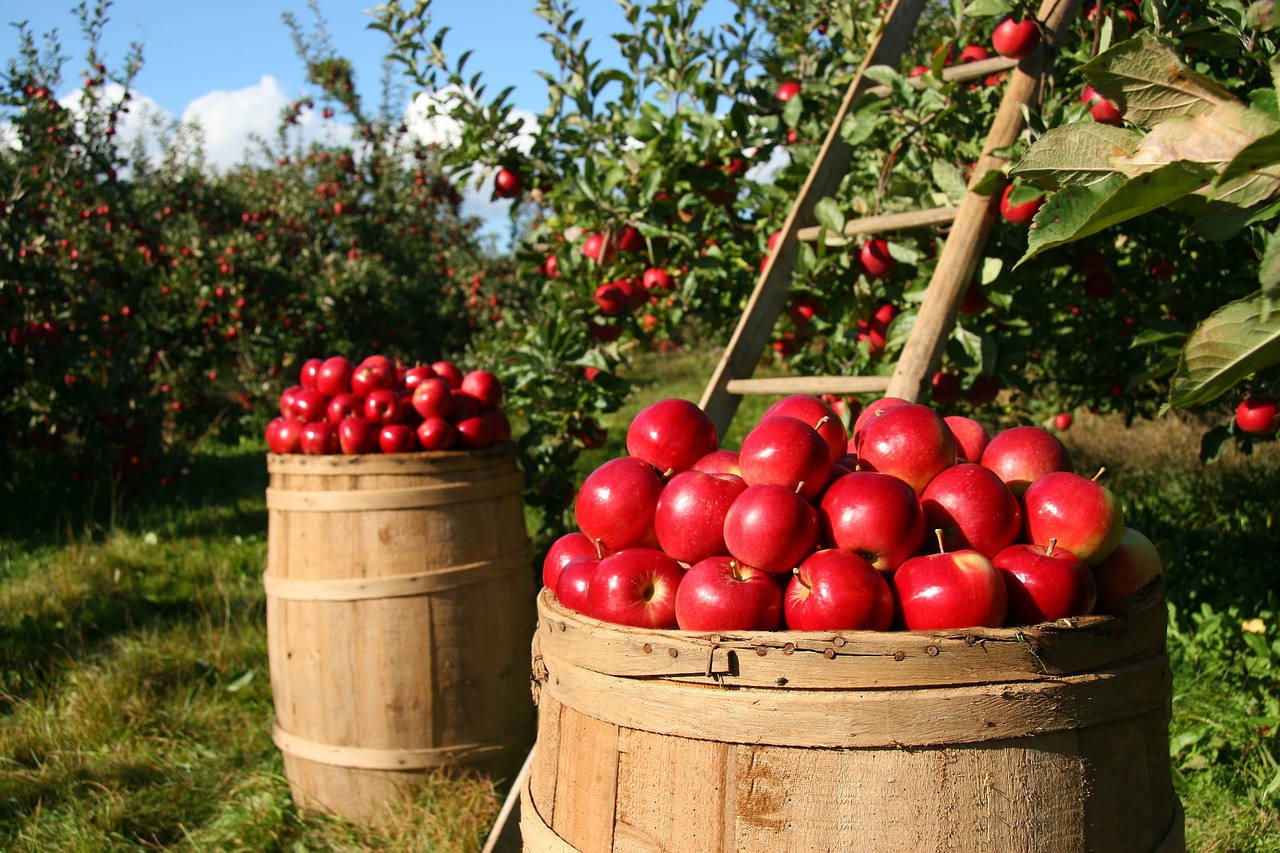 Latina, bracciante agricolo muore a lavoro per il troppo caldo