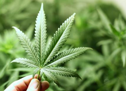 Ddl sicurezza, con seduta fiume arriva la stretta sulla cannabis