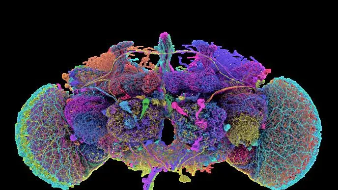 Creata la prima mappa di un cervello adulto