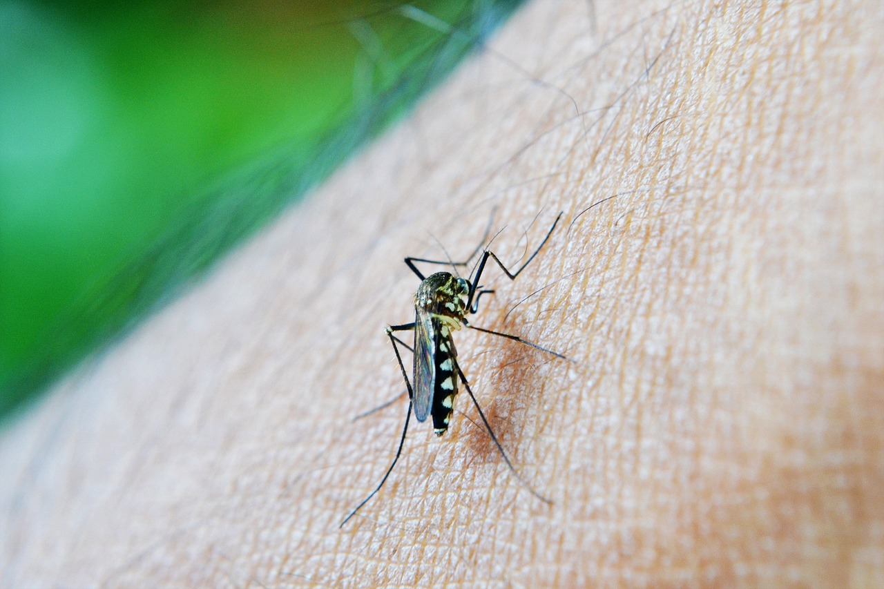 Dengue: tre casi a Sesto Fiorentino (Firenze), uno è autoctono