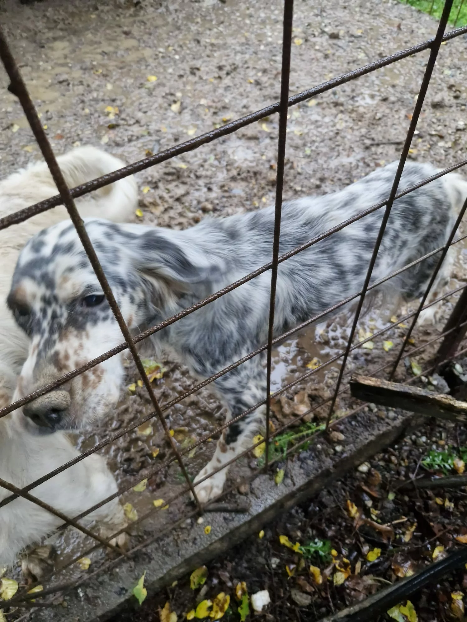 Alessandria, Oipa: maxisequestro salvati 42 animali malnutriti e trascurati. Indagati i proprietari